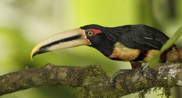 Ecuador, Los Bancos Pale-mandible aricari bird